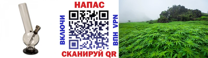 МАРИХУАНА планчик  Кировск 